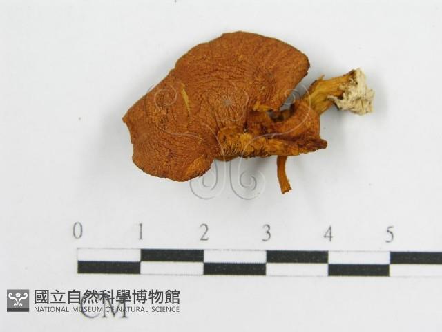 登錄號:F0007566藏品圖，第1張