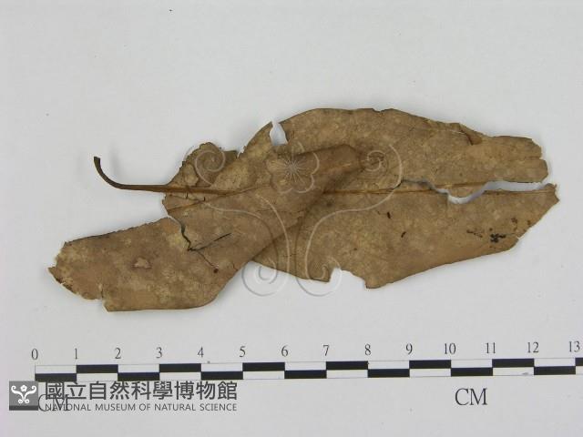 小菇屬藏品圖，第1張