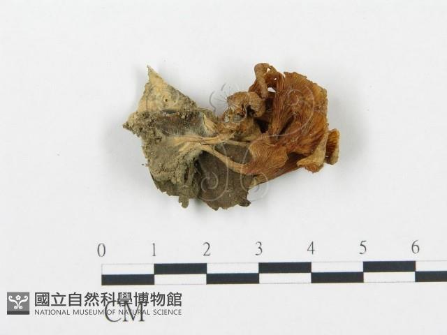 杯傘屬藏品圖，第1張