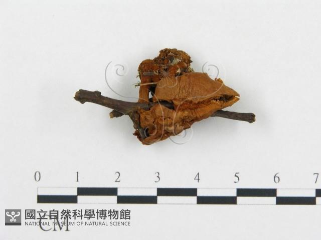 登錄號:F0009566藏品圖，第1張