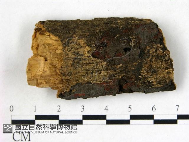 登錄號:F0019566藏品圖，第1張