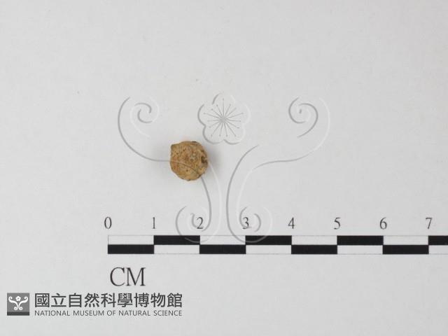 登錄號:F0023566藏品圖，第1張