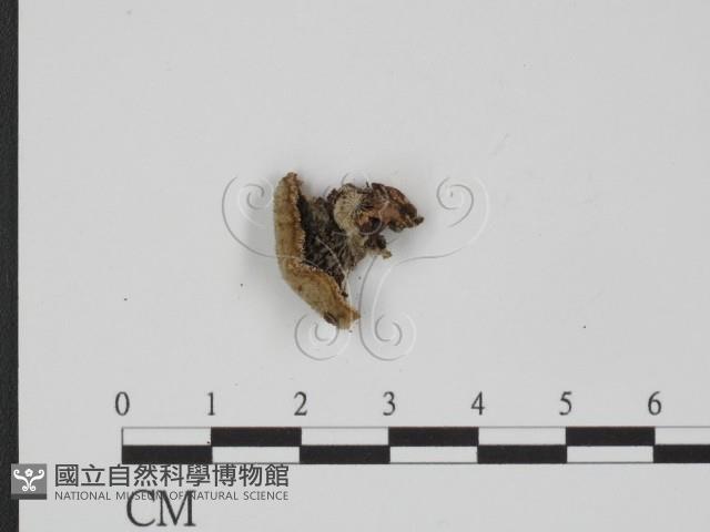 附毛菌屬藏品圖，第1張