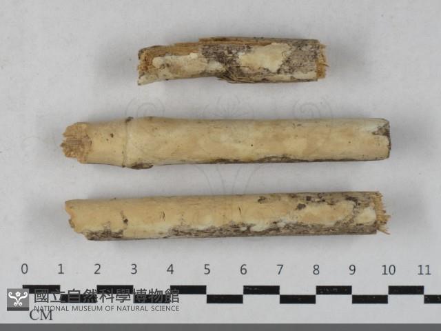 革墊菌屬藏品圖，第1張