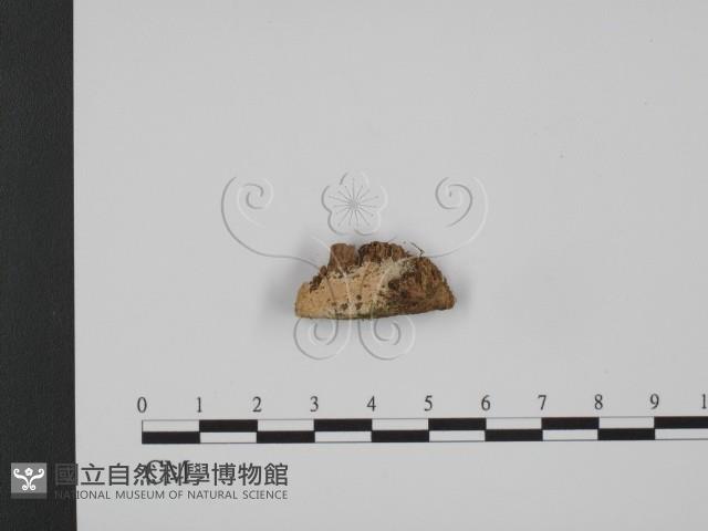 登錄號:F0008166藏品圖，第1張