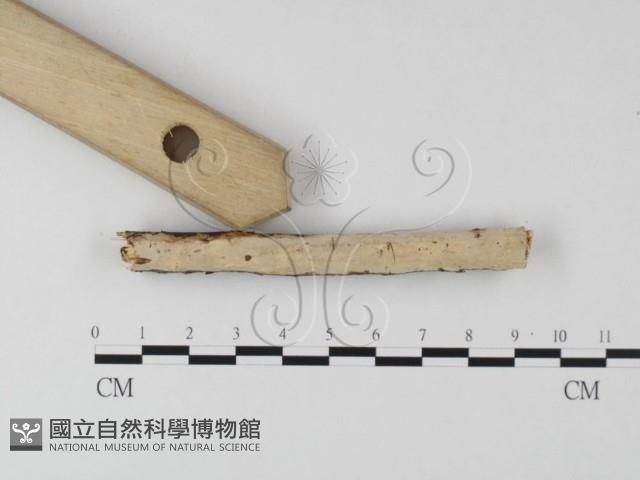登錄號:F0020166藏品圖，第1張