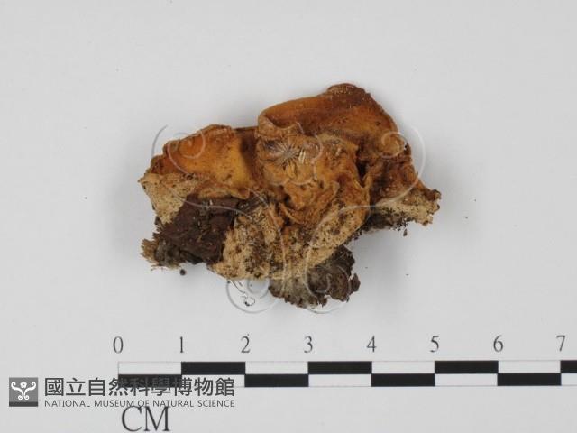 登錄號:F0010166藏品圖，第1張