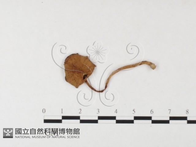 登錄號:F0026166藏品圖，第1張