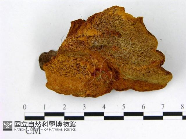 登錄號:F0006166藏品圖，第1張