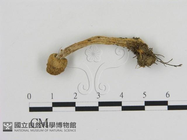 登錄號:F0016166藏品圖，第1張