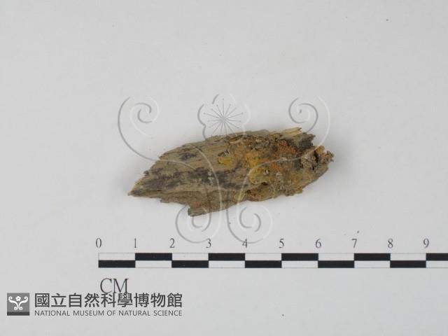 銀耳屬藏品圖，第1張