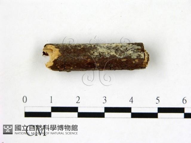 登錄號:F0022166藏品圖，第1張