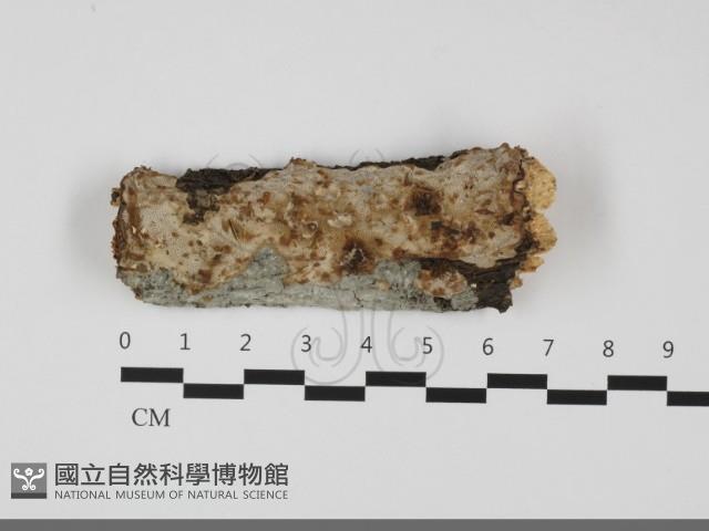 登錄號:F0032166藏品圖，第1張