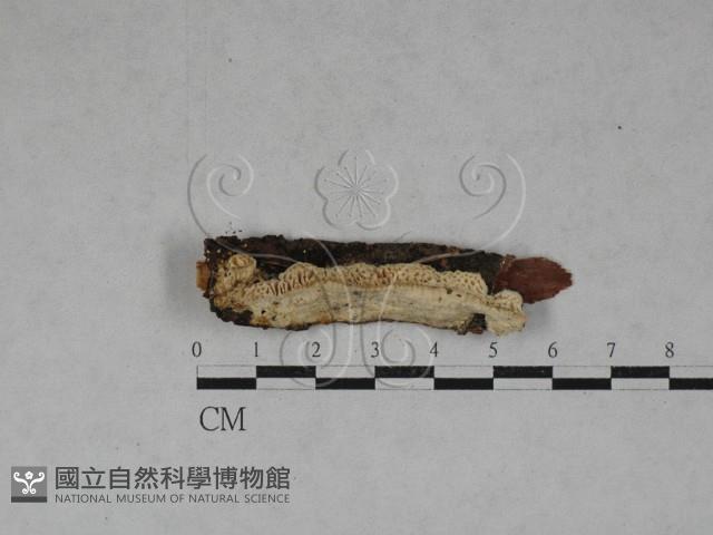 薄孔菌屬藏品圖，第1張
