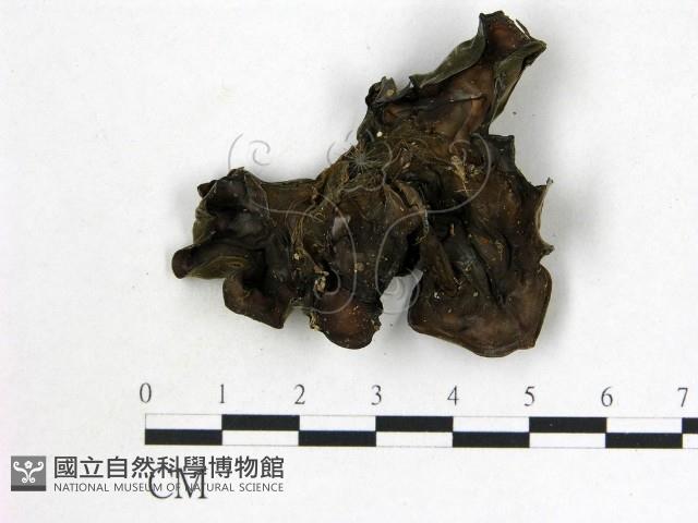 登錄號:F0007166藏品圖，第3張