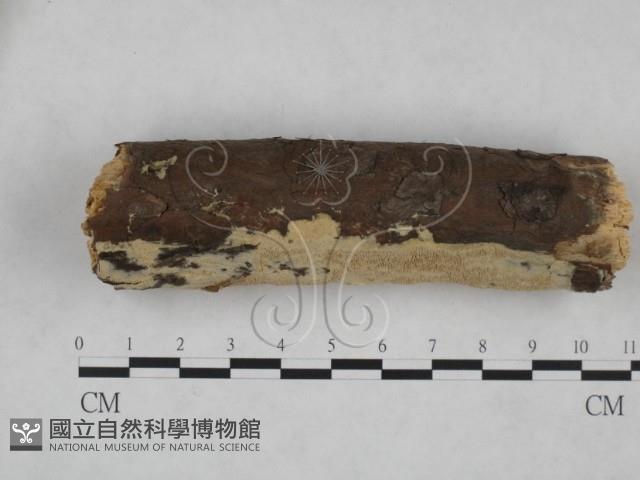 登錄號:F0025166藏品圖，第1張