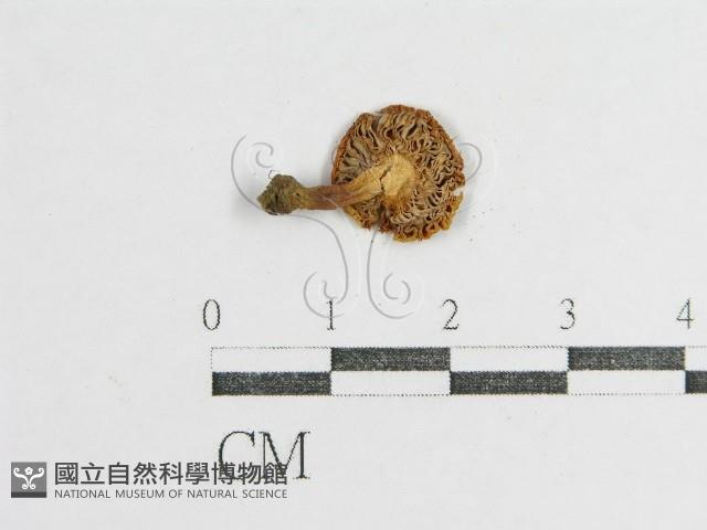 登錄號:F0005166藏品圖，第1張