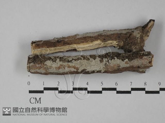 登錄號:F0029166藏品圖，第1張