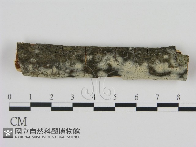 剛毛絲皮菌藏品圖，第1張
