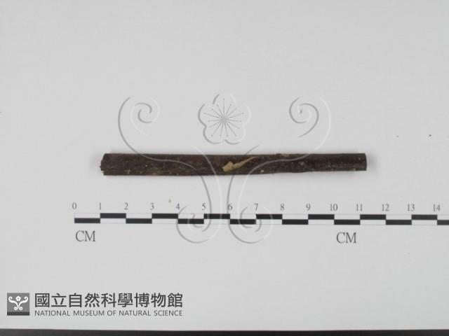 登錄號:F0003166藏品圖，第1張