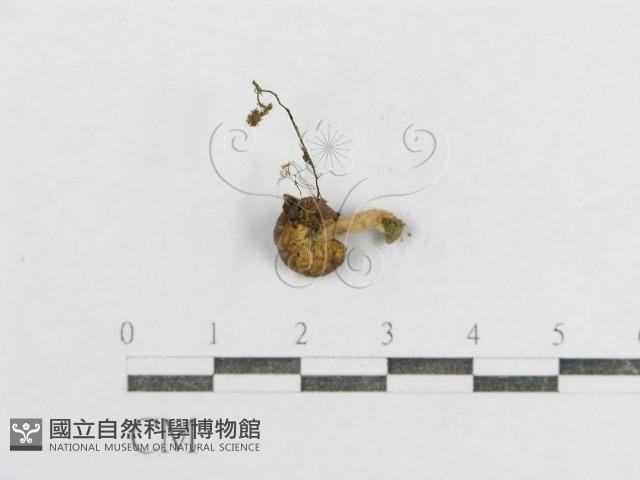 紅菇屬藏品圖，第1張