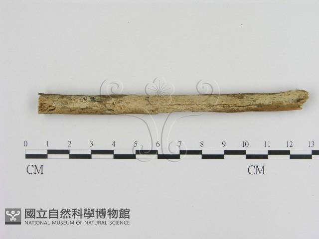 登錄號:F0020066藏品圖，第1張