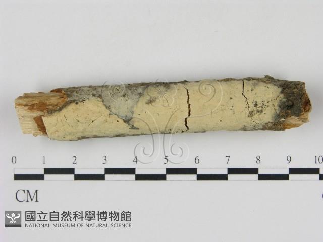 登錄號:F0000066藏品圖，第1張