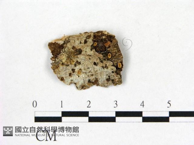 登錄號:F0010066藏品圖，第1張