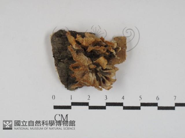 雲芝藏品圖，第1張