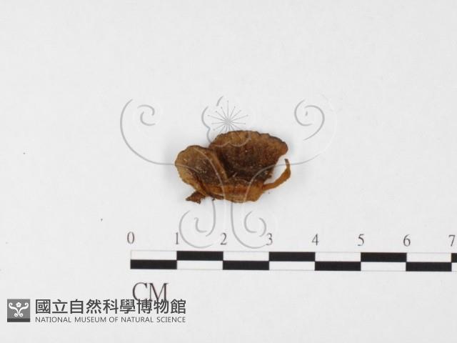 登錄號:F0026066藏品圖，第1張