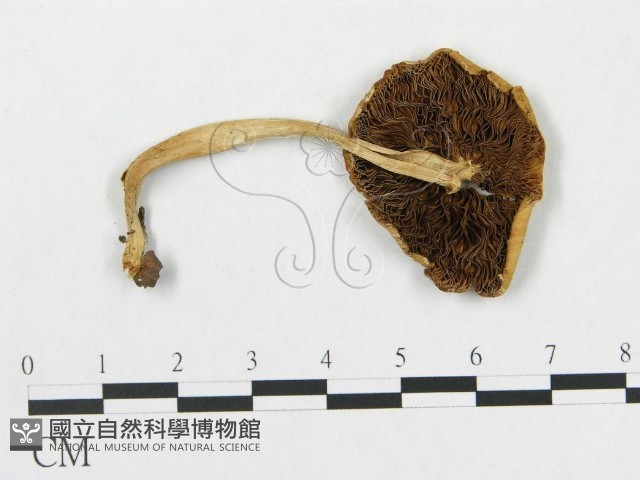 登錄號:F0016066藏品圖，第1張