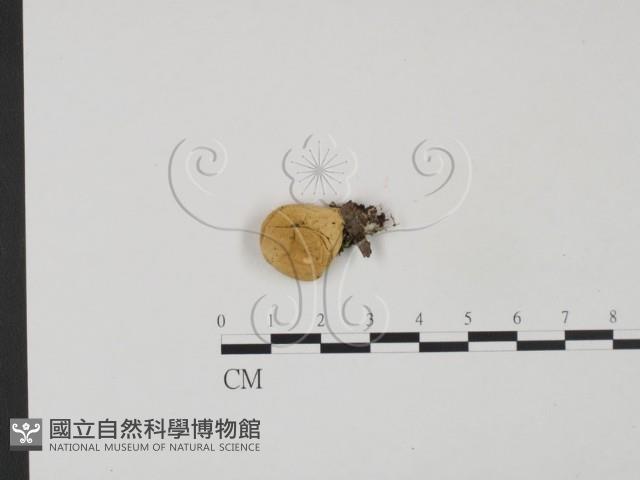 登錄號:F0021066藏品圖，第1張