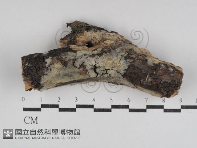 登錄號:F0031066藏品圖，第1張