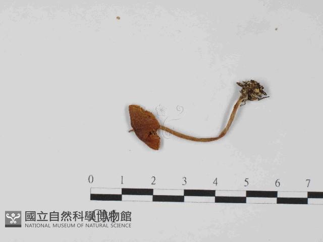 登錄號:F0024066藏品圖，第1張