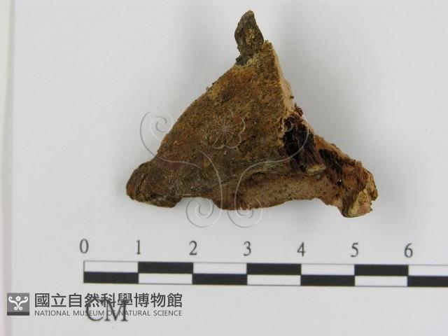 登錄號:F0014066藏品圖，第1張