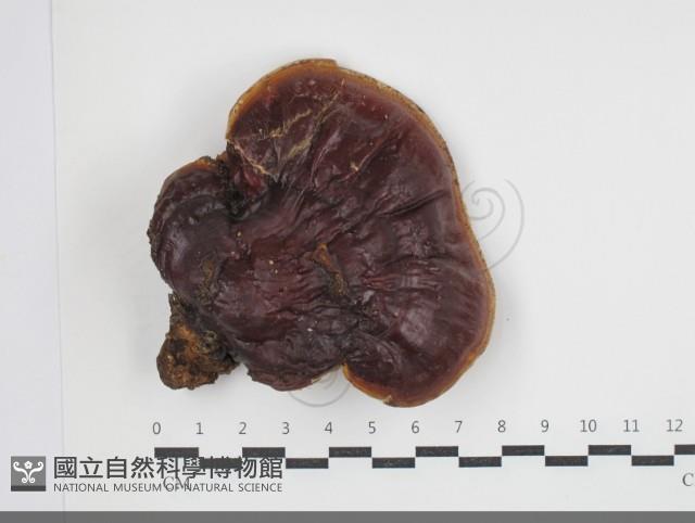 靈芝屬藏品圖，第1張