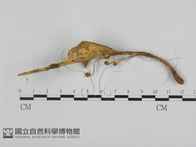 小皮傘屬藏品圖，第1張