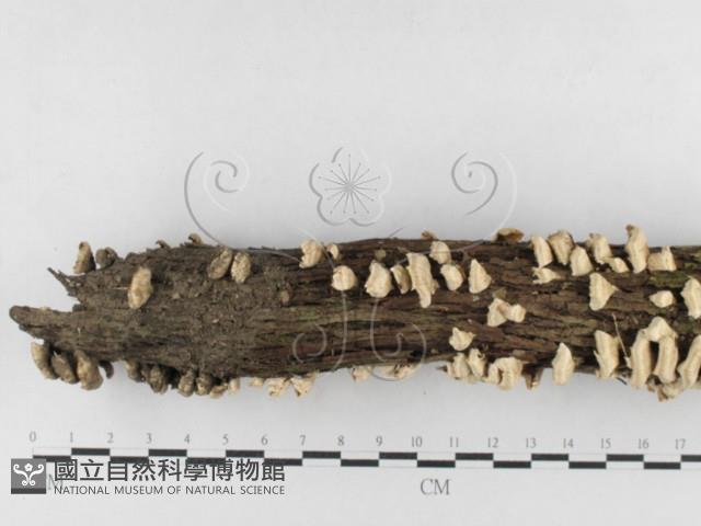 附毛菌屬藏品圖，第1張