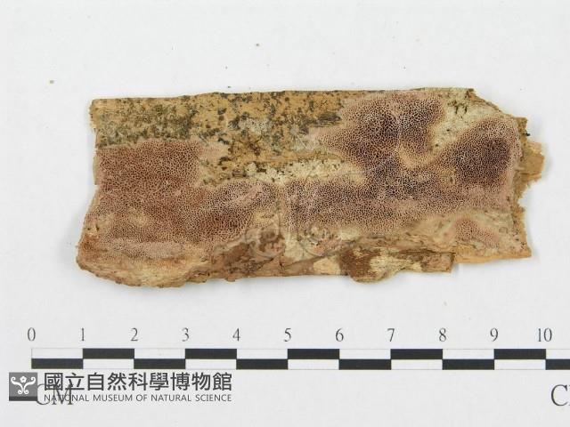 登錄號:F0007066藏品圖，第1張