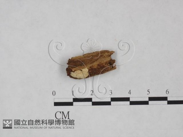 登錄號:F0017066藏品圖，第1張