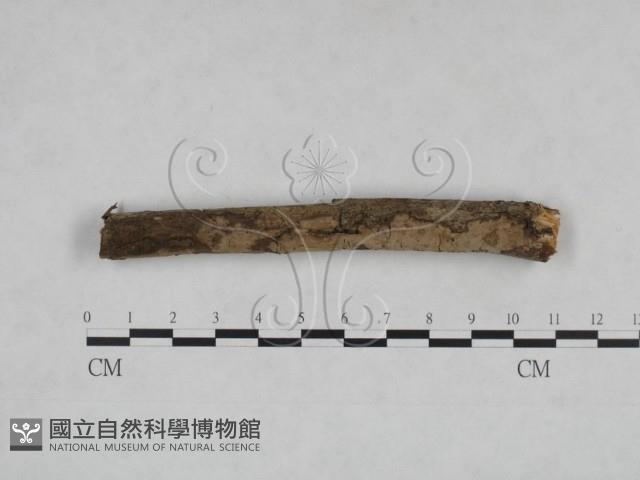 登錄號:F0025066藏品圖，第1張