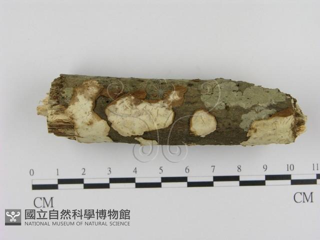 登錄號:F0015066藏品圖，第1張