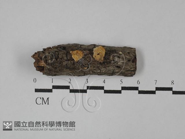 登錄號:F0029066藏品圖，第1張