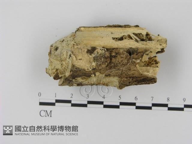 登錄號:F0003066藏品圖，第1張
