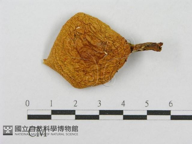 登錄號:F0013066藏品圖，第1張