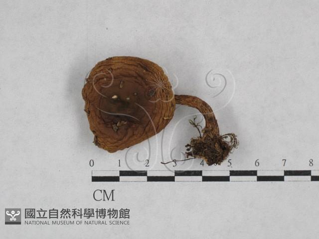 登錄號:F0028366藏品圖，第1張