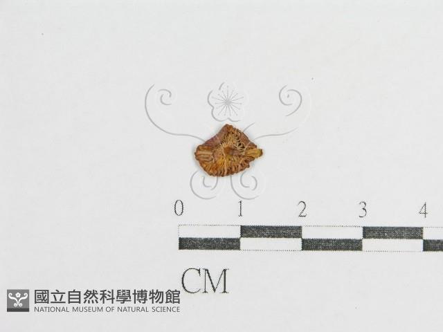 登錄號:F0008366藏品圖，第1張