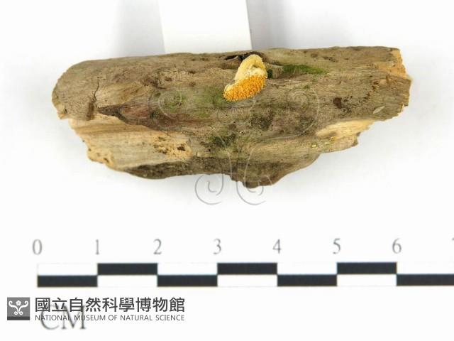 登錄號:F0020366藏品圖，第1張