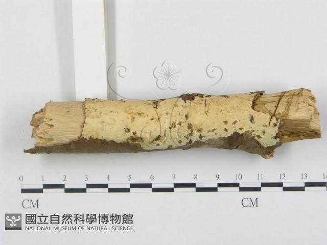 登錄號:F0000366藏品圖，第1張