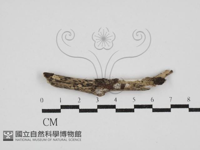 刺皮菌屬藏品圖，第1張